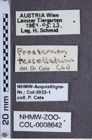 Etiketten zu Prosternon tessellatum (NHMW-ZOO-COL-0008642)